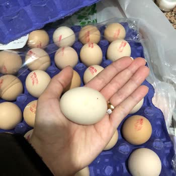 Taktak Yumurta Markasının Ürün Kalitesi