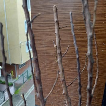 Paten Fidancılık Cuma Çiftliği Şikayetçiyim