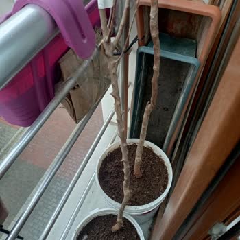 Paten Fidancılık Cuma Çiftliği Şikayetçiyim