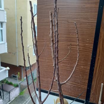 Paten Fidancılık Cuma Çiftliği Şikayetçiyim