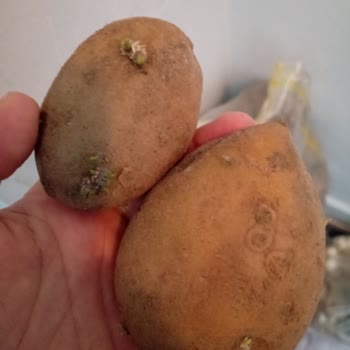 Patates Bozuk Metro Market