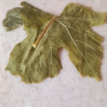 Gelingorumce.net Resmen İnsanları Yanıltıyor