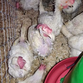 Acar Yarka Tavukçuluk Mağdur Etti