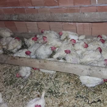 Acar Yarka Tavukçuluk Mağdur Etti