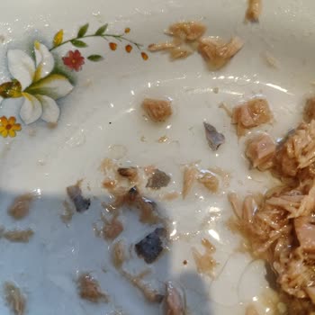 Bizim Vatan Konserve Ton Balığından Balık Pulları