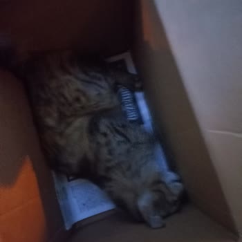 İstanbul Büyükşehir Belediyesi (İBB) Veterinerin Çağırıp Gelmemesi