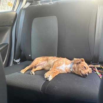 Pars Veteriner Kliniği Köpeğimin Hayatını Mahvetti