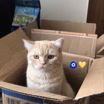 BonaCibo Kısırlaştırılmış Kedi Maması Taş Yapıyor