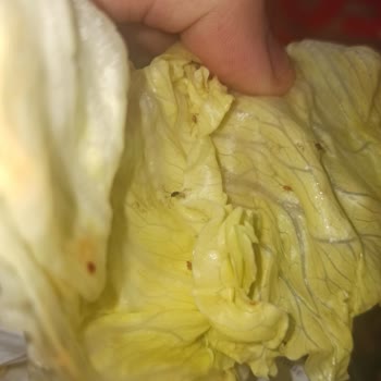 Komagene Çiğköfte Böcek Çıktı Marulun İçinden