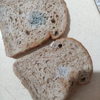 Undano Ekmek Küflü Çıktı