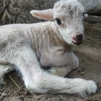 Gardrops Yanlış, Farklı Bir Ürün Geldi.