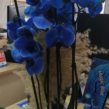 Çiçek Sepeti Bilerek Çürümek Üzere Olan Çiçek Yolluyor