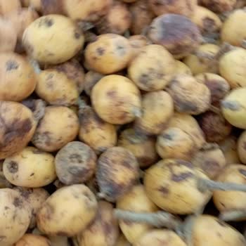 Kayseri Tanzim Meyve Sebze Reyonundaki Elemanları İş Bilmiyor