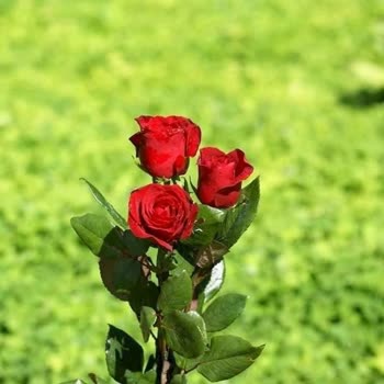 Meet24 Beni Rahatsız Ediyor