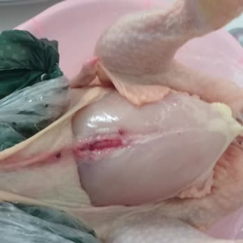 Bolez Piliç Bolez Eski Bolez Değil