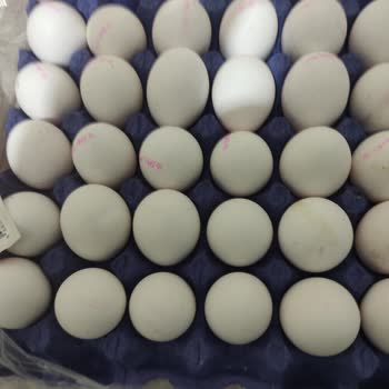 Yumdoy Yumurta L Yerine S, M Ve Daha Da Küçük