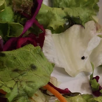 Sayrem Salatadan Çıkan Sinek Ve Yemeğin Güzel Olmayışı