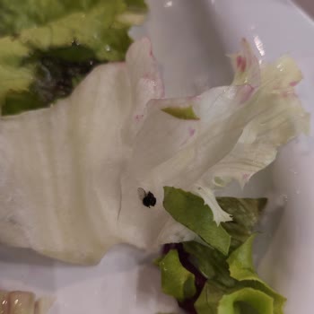 Sayrem Salatadan Çıkan Sinek Ve Yemeğin Güzel Olmayışı