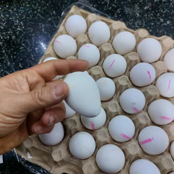 Kibarım Mağazaları Foçayum Marka Yumurtanın İçinden Çürük Ve Bozuk Yumurta Çıkıyor.