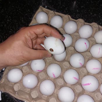 Kibarım Mağazaları Foçayum Marka Yumurtanın İçinden Çürük Ve Bozuk Yumurta Çıkıyor.