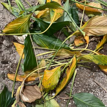 BİM Genta Festival Bitki Besini