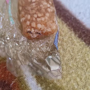 Kent Şekerleri Kent Şekeri Den Böcek Çıkması