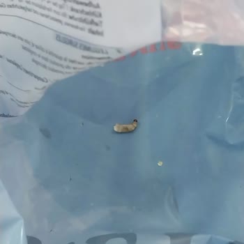 Fine Food Mısır Paketinin İçinden Kurt Çıktı