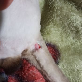 Heypati Adana Veteriner Kliniği Kedinin Kuyruğu Operasyon Sırasında Kesildi