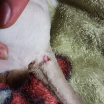 Heypati Adana Veteriner Kliniği Kedinin Kuyruğu Operasyon Sırasında Kesildi