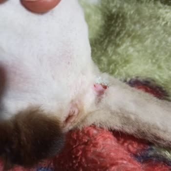 Heypati Adana Veteriner Kliniği Kedinin Kuyruğu Operasyon Sırasında Kesildi