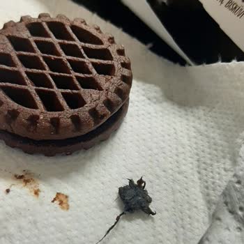 BİM Esmerim Adlı Bisküvinin İçinden Çıkan Yabancı Cisim