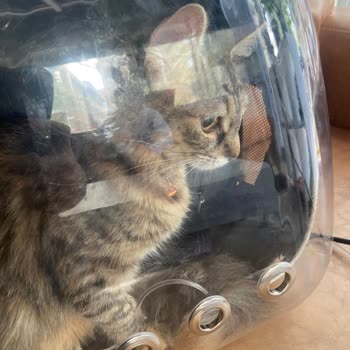 Anadolu Veterinerlik'in Sorumsuzluğu