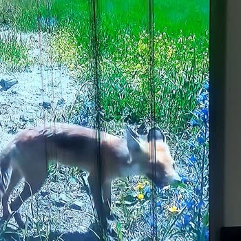 🛎🛎🛎Samsung TV Ekran Kararma Şikayeti.🛎🛎🛎