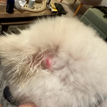 Pet Kuaför Köpeğimin Kulağını Mahvettiler