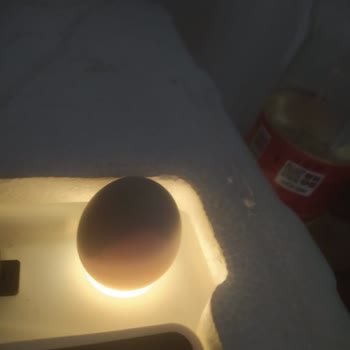 Beren Kuluçka Tam Otomatik Kuluçka Makinesi İle İlgili Yaşadığım Sorunlar