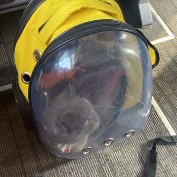 YHT (Yüksek Hızlı Tren) Evcil Hayvanım İçin Bilet Kesmesine Rağmen Koltuk Vermemesi