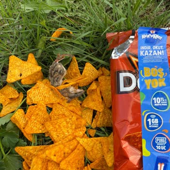 Doritos Ölü Fare Çıktı!