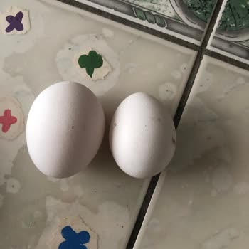 Net Gross L Boyuttaki Paketinde Küçük Yumurtalar Konması