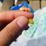 Mini Cheetos İçinden Böcek Çıktı