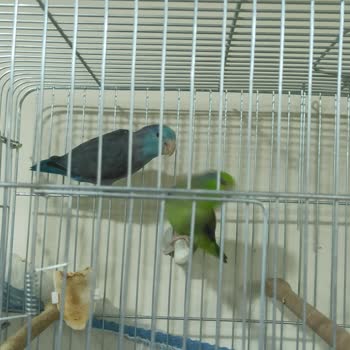 Evcil Market Burada Yanlış Kus Cinsiyeti Ve İade Almaması