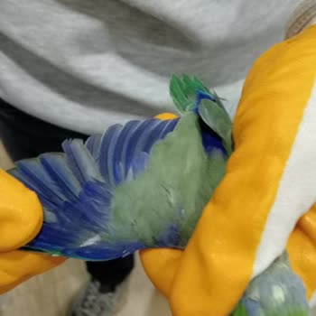 Evcil Market Burada Yanlış Kus Cinsiyeti Ve İade Almaması