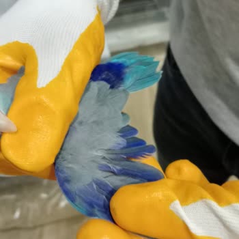 Evcil Market Burada Yanlış Kus Cinsiyeti Ve İade Almaması