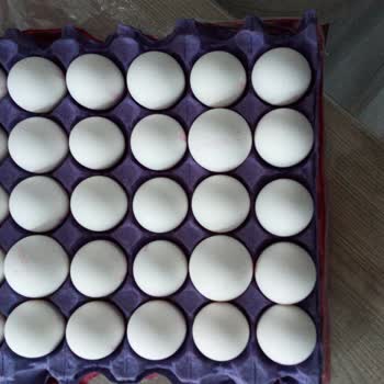 Ali Baba'nın Bahçesi Paketten Çıkan Yumurtanın Boyutları Çok Küçük Ve Hepsi Farklı Boyda