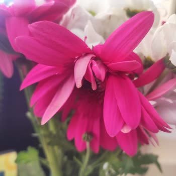 Limon Çiçekçilik (Bodrum) Günlerce Beklemiş Ve Solmuş Çiçekleri Tarafıma İlettiler