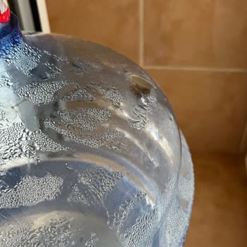 Hamidiye Su İçinde Canlı Salyangoz