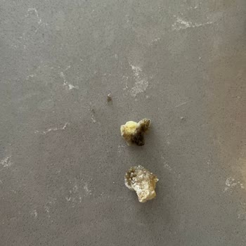 BİM Dondurulmuş Mısırın İçinden Harici Bir Şey Çıktı