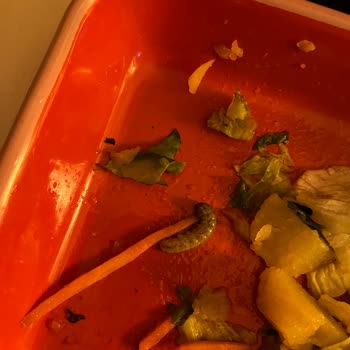 Eurofresh Salatanın İçinden Tırtıl Çıktı