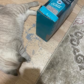 Petzzshop Kedi Kumu Zayi Olmuş. Kargonun Gelmemesi