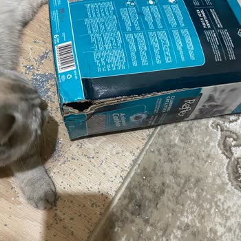 Petzzshop Kedi Kumu Zayi Olmuş. Kargonun Gelmemesi