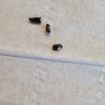 Mom's Natural Foods MOM'S COOKIE'DEN Taş Çıktı